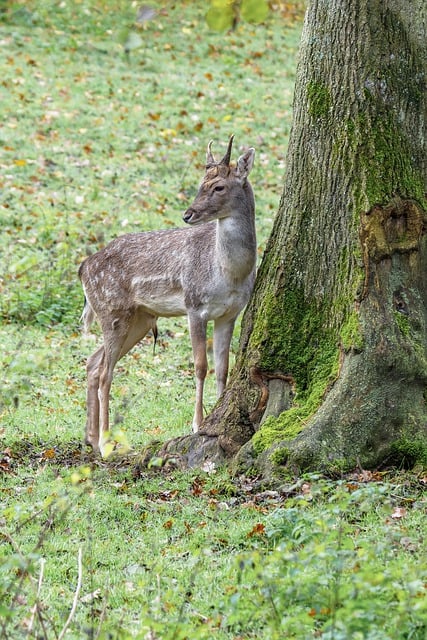 Téléchargement gratuit d'une image gratuite d'animaux en plein air, nature, forêt, arbre, à modifier avec l'éditeur d'images en ligne gratuit GIMP