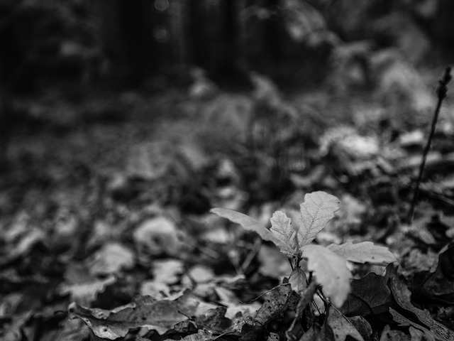 Free download outdoors no people nature leaf free picture to be edited with GIMP free online image editor
