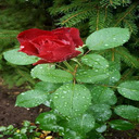Outstanding red rose wallpaper  screen for extension Chrome web store in OffiDocs Chromium