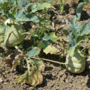 Oversized kohlrabi tubers  screen for extension Chrome web store in OffiDocs Chromium