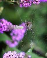 Free download ovid-2016-09-21-spider-web free photo or picture to be edited with GIMP online image editor
