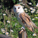 Owl  screen for extension Chrome web store in OffiDocs Chromium