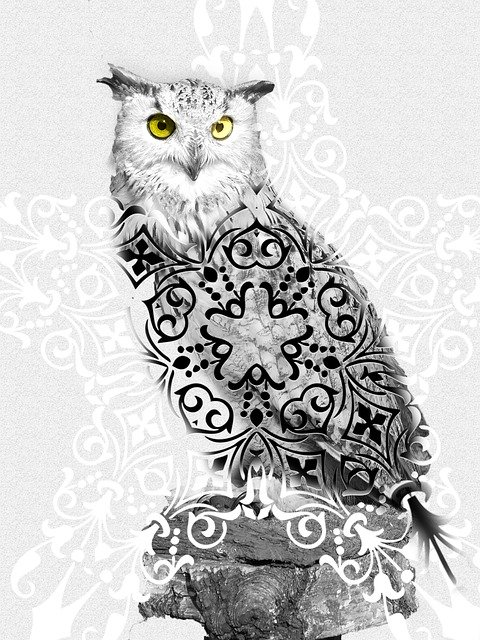 Free download Owl Animal Birds -  free illustration to be edited with GIMP free online image editor