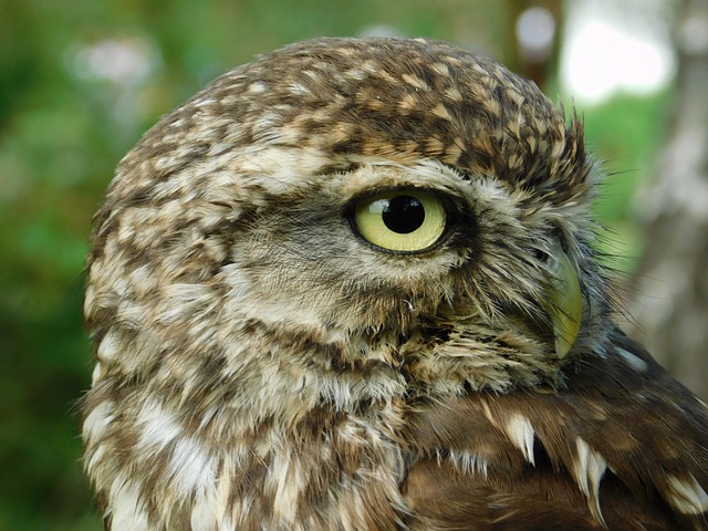 Free download owl animal bird wildlife nocturnal free picture to be edited with GIMP free online image editor