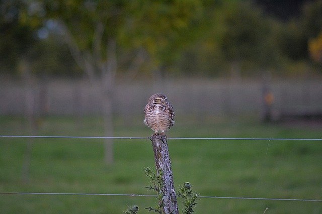 Descărcare gratuită Owl Ave Nature - fotografie sau imagine gratuită pentru a fi editată cu editorul de imagini online GIMP