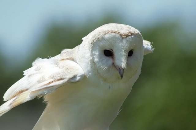 Muat turun percuma Owl Barn Bird - foto atau gambar percuma untuk diedit dengan editor imej dalam talian GIMP