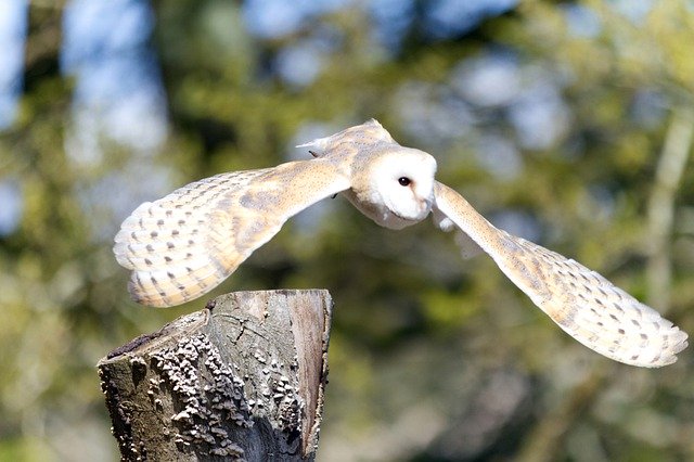 Muat turun percuma Owl Barn Bird Of - foto atau gambar percuma untuk diedit dengan editor imej dalam talian GIMP