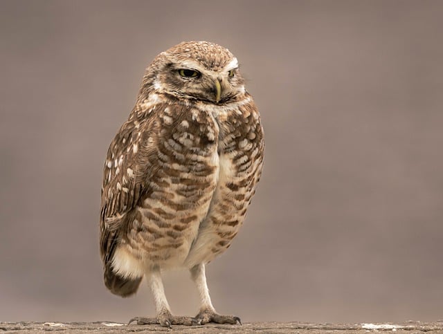 Free download owl barn owl bird wildlife animal free picture to be edited with GIMP free online image editor