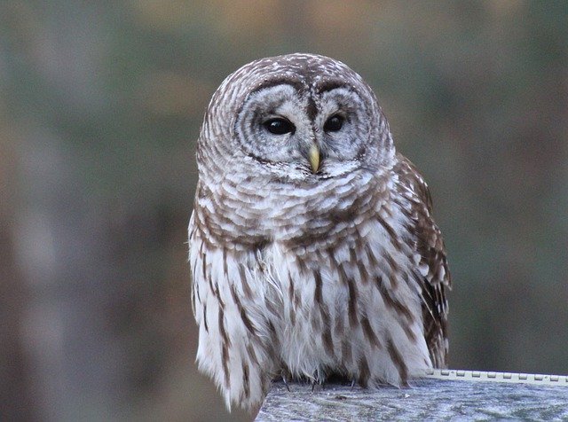 تنزيل مجاني Owl Barred Outdoors - صورة مجانية أو صورة يتم تحريرها باستخدام محرر الصور عبر الإنترنت GIMP