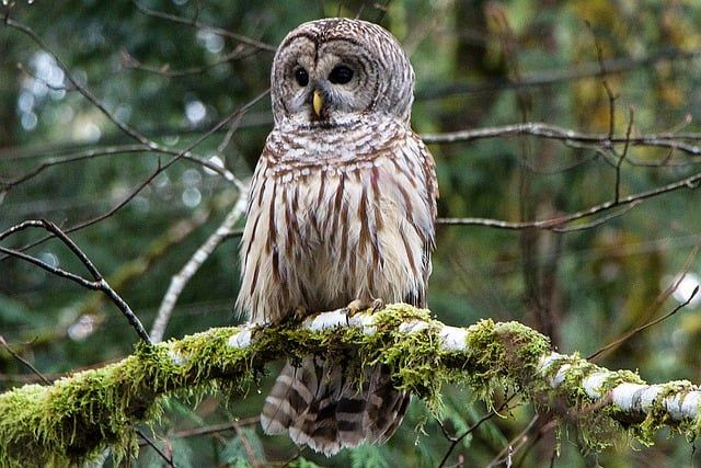 Free download owl barred owl bird feathers free picture to be edited with GIMP free online image editor