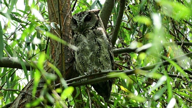 Free download Owl Bird -  free photo or picture to be edited with GIMP online image editor