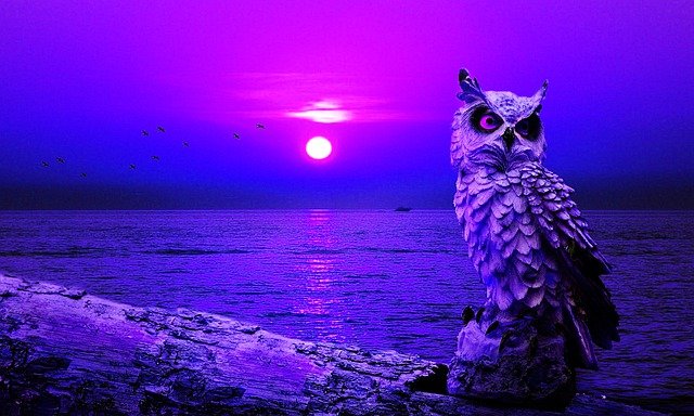 Free download owl bird animal nature eyes free picture to be edited with GIMP free online image editor