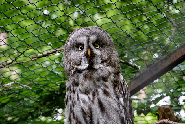 Free download owl bird animal perched free picture to be edited with GIMP free online image editor