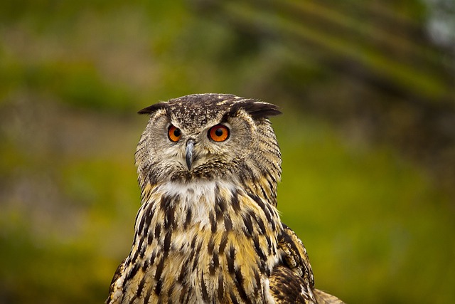 Free download owl bird beak feathers avian free picture to be edited with GIMP free online image editor