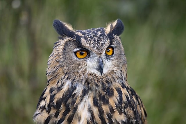 Free download owl bird beak feathers plumage free picture to be edited with GIMP free online image editor