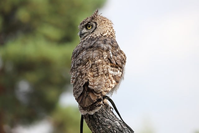 Free download owl bird bird of prey animal free picture to be edited with GIMP free online image editor