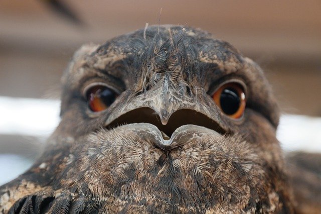 Muat turun percuma Owl Bird Close-Up - foto atau gambar percuma untuk diedit dengan editor imej dalam talian GIMP