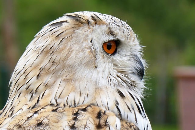 Free download owl bird eurasian eagle owl free picture to be edited with GIMP free online image editor