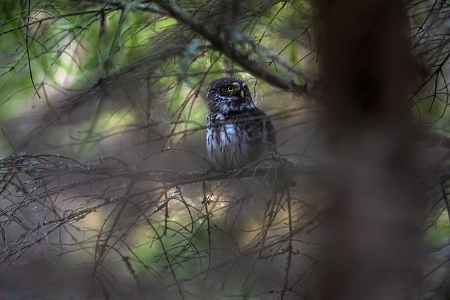 Free download owl bird eurasian pygmy owl free picture to be edited with GIMP free online image editor
