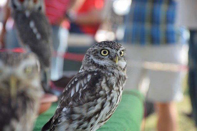 Descărcare gratuită Owl Bird Feather - fotografie sau imagini gratuite pentru a fi editate cu editorul de imagini online GIMP