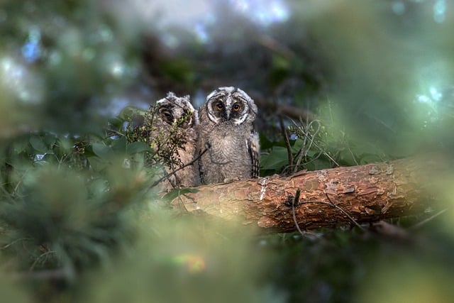 Free download owl bird feathers long eared owl free picture to be edited with GIMP free online image editor