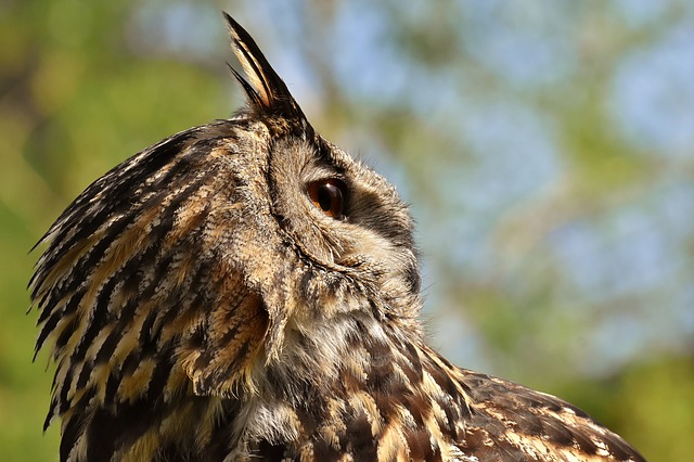 Free download owl bird feathers uhu animals free picture to be edited with GIMP free online image editor