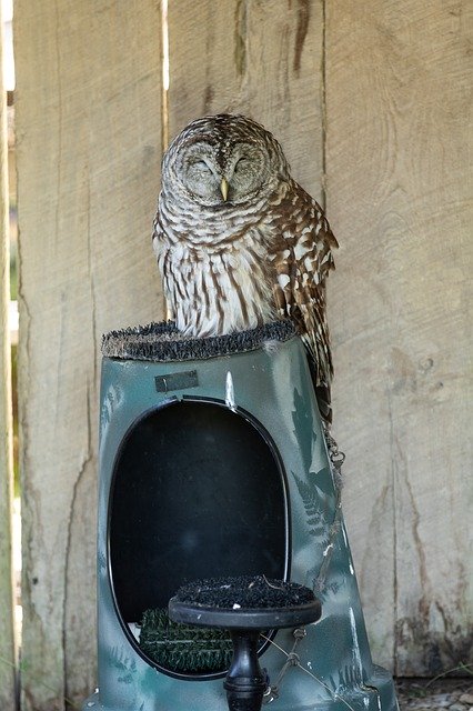 Template Photo Owl Bird Nature -  for OffiDocs