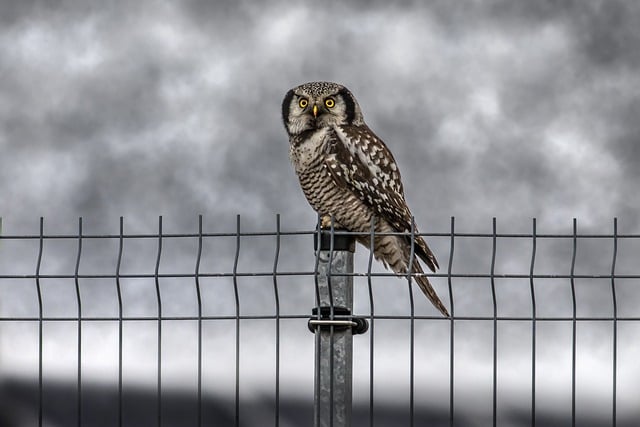 Free download owl bird northern hawk owl perched free picture to be edited with GIMP free online image editor