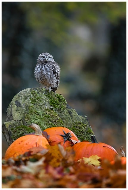 Free download owl bird ornithology autumn free picture to be edited with GIMP free online image editor