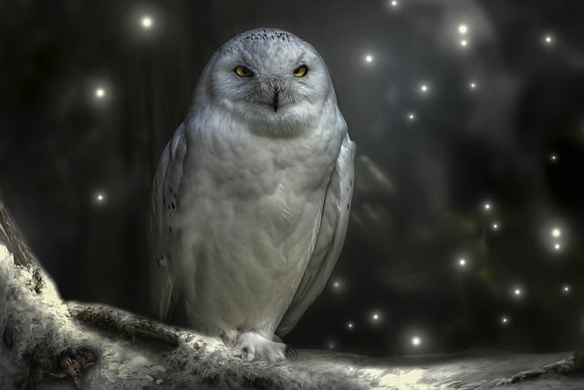 Free download owl bird perched animal feathers free picture to be edited with GIMP free online image editor