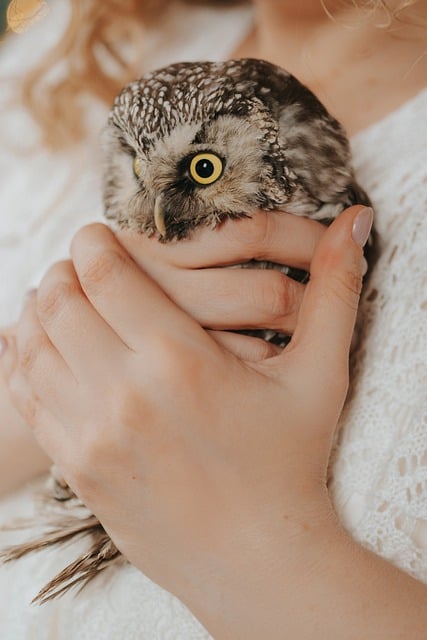 Free download owl bird pet wild animal woman free picture to be edited with GIMP free online image editor