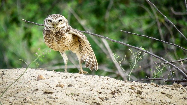 Безкоштовно завантажте Owl Bird Plumage — безкоштовну фотографію чи зображення для редагування за допомогою онлайн-редактора зображень GIMP
