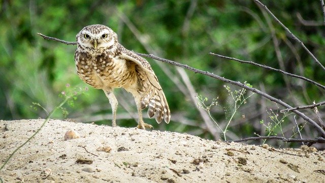 Free download Owl Bird Plumage -  free photo or picture to be edited with GIMP online image editor