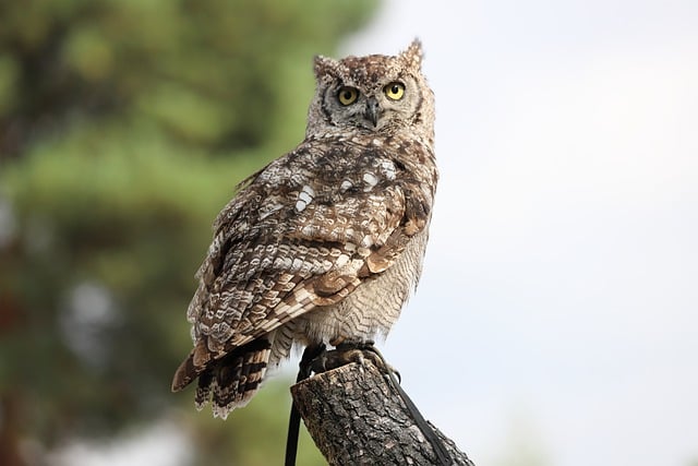 Free download owl birds bird of prey wisdom free picture to be edited with GIMP free online image editor