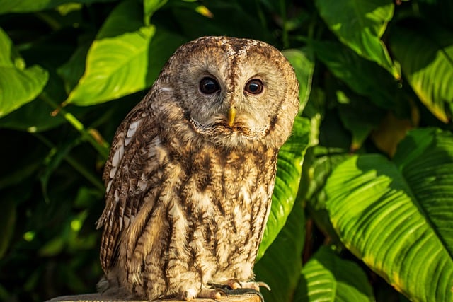 Free download owl bird wild bird eye face free picture to be edited with GIMP free online image editor