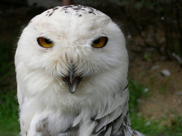 ดาวน์โหลดฟรี Owl Bird Zoo - ภาพถ่ายหรือรูปภาพฟรีที่จะแก้ไขด้วยโปรแกรมแก้ไขรูปภาพออนไลน์ GIMP