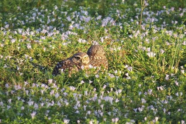Free download Owl Burrowing Bird -  free free photo or picture to be edited with GIMP online image editor