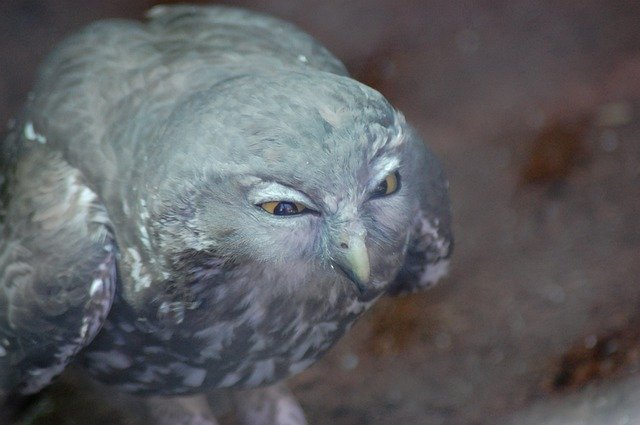 Owl Creepy Surreal 무료 다운로드 - 무료 사진 또는 김프 온라인 이미지 편집기로 편집할 사진