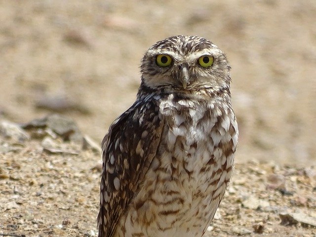 Template Photo Owl Eagle Bird -  for OffiDocs