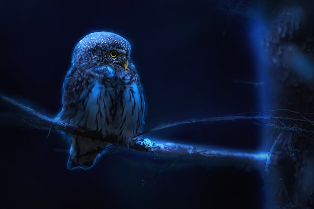 Free download owl eurasian pygmy owl bird free picture to be edited with GIMP free online image editor
