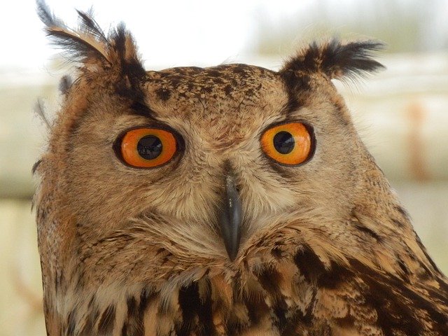 Free download Owl Eyes Animal -  free photo or picture to be edited with GIMP online image editor