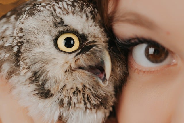 Free download owl eyes bird animal predator free picture to be edited with GIMP free online image editor