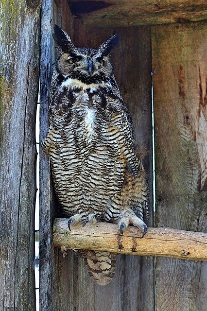 Template Photo Owl Grand Duke Bird -  for OffiDocs