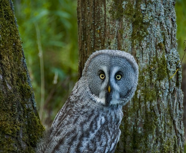 Free download owl great grey owl bird wood free picture to be edited with GIMP free online image editor