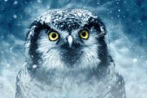 Free download Owl free photo or picture to be edited with GIMP online image editor