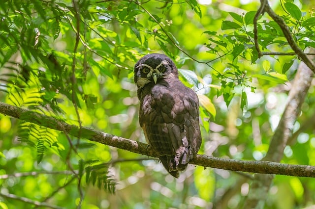 Free download owl nature bird animal snowy owl free picture to be edited with GIMP free online image editor
