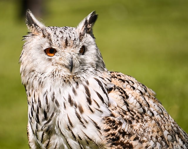 Free download owl nature bird animal wildlife free picture to be edited with GIMP free online image editor