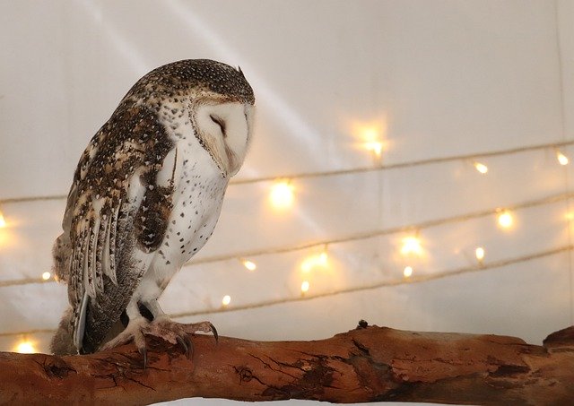 Free picture Owl Nocturnal Raptor -  to be edited by GIMP free image editor by OffiDocs