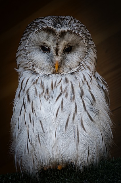 Libreng download owl perched animal bird snowy owl libreng larawan na ie-edit gamit ang GIMP na libreng online na editor ng imahe