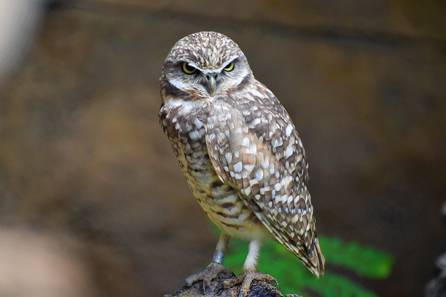 Free download owl perched animal bird wildlife free picture to be edited with GIMP free online image editor
